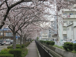 harusakura.jpg